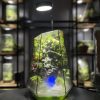 terrarium-ve-than-rung-sau