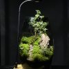 terrarium-ngon-doi