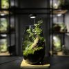ngon-doi-terrarium