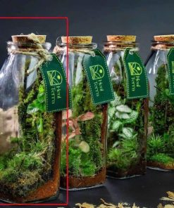 chai-terrarium-mini