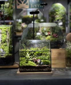 tieu-lam-terrarium-da-giac-mini-de-ban-de-thuong-22x15x18-1