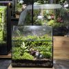 tieu-lam-terrarium-da-giac-mini-de-ban-de-thuong-22x15x18-4