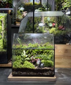 tieu-lam-terrarium-da-giac-mini-de-ban-de-thuong-22x15x18-4