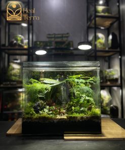 rung-mua-noi-duc-me-terrarium-mua