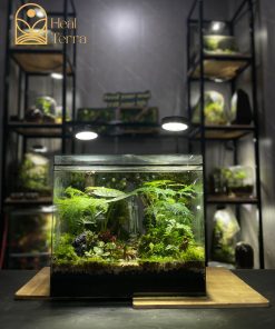 rung-mua-noi-duc-me-terrarium-mua