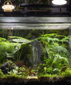 rung-mua-noi-duc-me-terrarium-mua