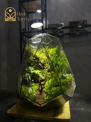 luc-minh-lam-dao-terrarium-da-giac-30x30x40