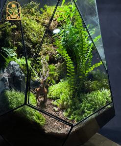 luc-minh-lam-dao-terrarium-da-giac-30x30x40