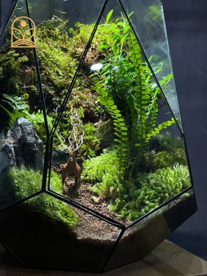 luc-minh-lam-dao-terrarium-da-giac-30x30x40