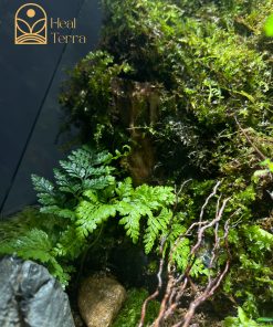 luc-minh-lam-dao-terrarium-da-giac-30x30x40