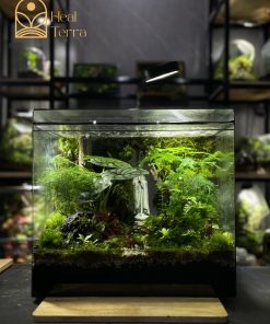 rung-mua-noi-duc-me-terrarium-mua