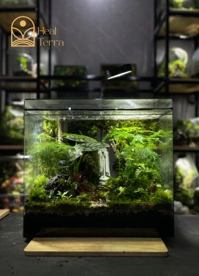 rung-mua-noi-duc-me-terrarium-mua