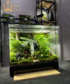 rung-mua-noi-duc-me-terrarium-mua