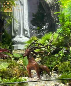 rung-mua-noi-duc-me-terrarium-mua