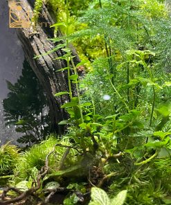 rung-mua-noi-duc-me-terrarium-mua