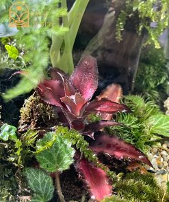 rung-mua-noi-duc-me-terrarium-mua