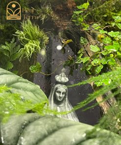 rung-mua-noi-duc-me-terrarium-mua