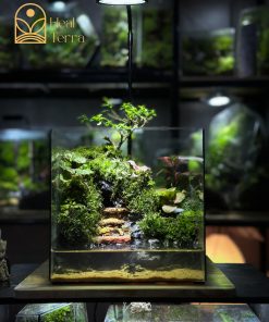 terrarium-loi-nho-binh-yen
