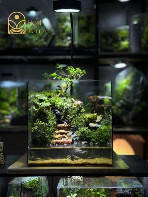 terrarium-loi-nho-binh-yen