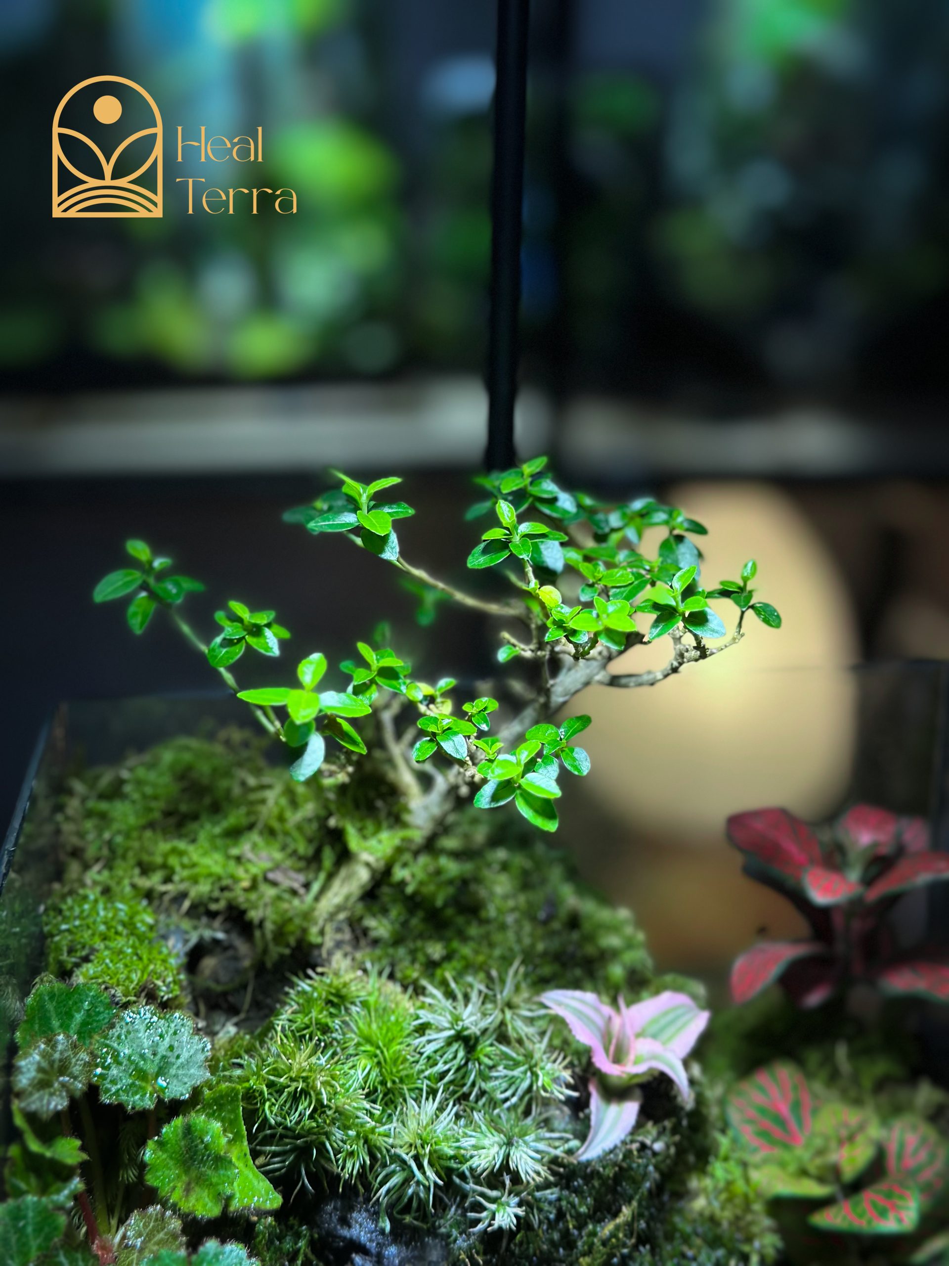 terrarium-loi-nho-binh-yen