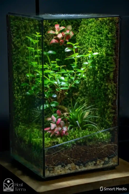 terrarium-by-heal-terra