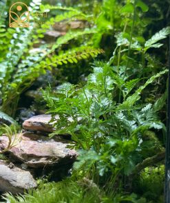 terrarium-thien-su-bai-phat--6
