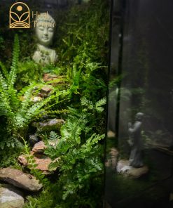 terrarium-thien-su-bai-phat--6