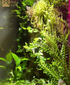 tinh-thach-lam-terrarium