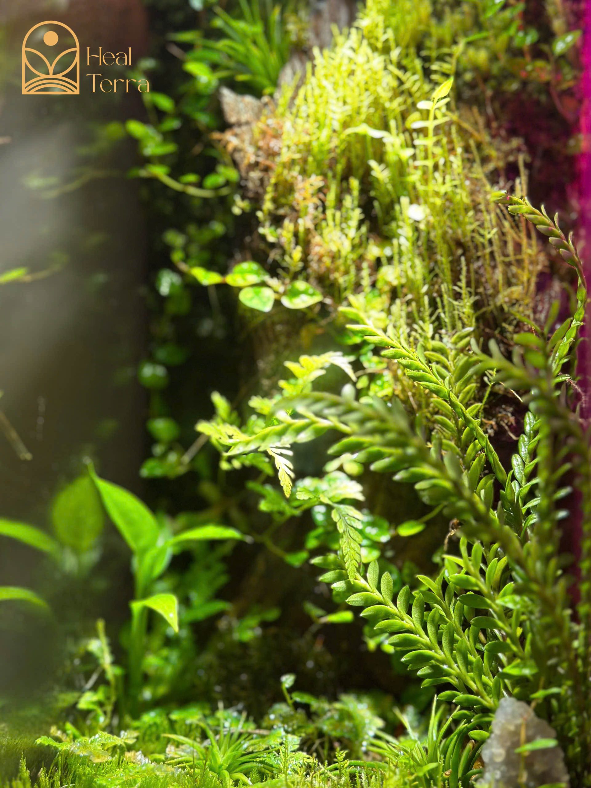 tinh-thach-lam-terrarium