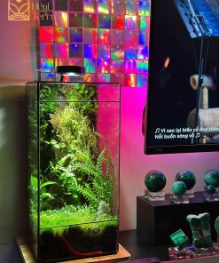 tinh-thach-lam-terrarium