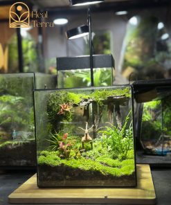 terrarium-noi-huou-dung-chan