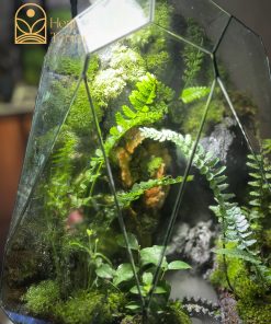 luc-nguyen-thach-canh-terrarium
