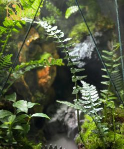 luc-nguyen-thach-canh-terrarium