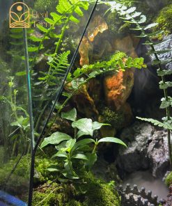 luc-nguyen-thach-canh-terrarium