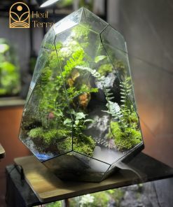 luc-nguyen-thach-canh-terrarium