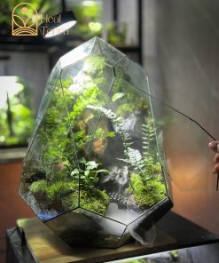 luc-nguyen-thach-canh-terrarium