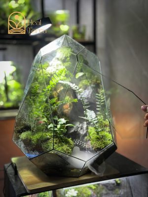 luc-nguyen-thach-canh-terrarium