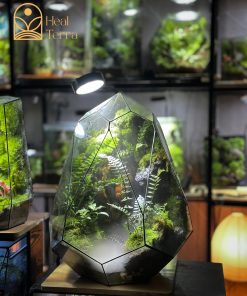 luc-nguyen-thach-canh-terrarium
