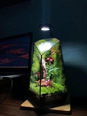 terrarium-da-giac-Terrarium The Prism of Eternal Spring