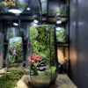 Terrarium-bao-thach-diep-lam