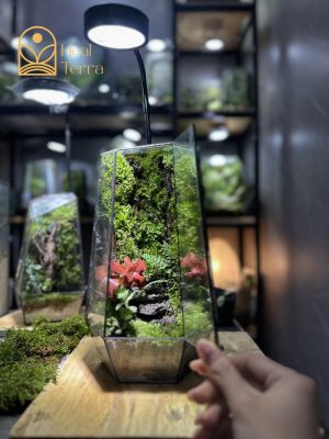 Terrarium-bao-thach-diep-lam