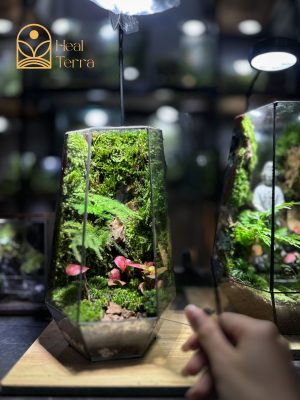 Bể Terrarium Thiền Lâm dáng đa diện cao cấp trang trí bàn làm việc.