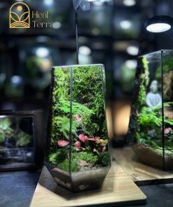 Bể Terrarium Thiền Lâm dáng đa diện cao cấp trang trí bàn làm việc.-1