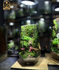Cận cảnh rêu rừng và dương xỉ bản địa bên trong Terrarium Thiền Lâm Heal Terra.