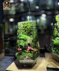 Cận cảnh rêu rừng và dương xỉ bản địa bên trong Terrarium Thiền Lâm Heal Terra.-2
