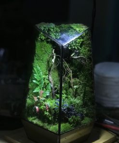 terrarium-da-giac