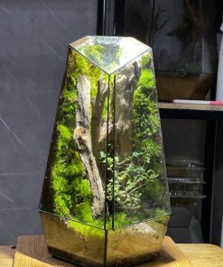 terrarium-da-giac