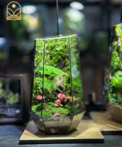 Quà tặng doanh nghiệp Terrarium Thiền Lâm có xuất hóa đơn VAT.