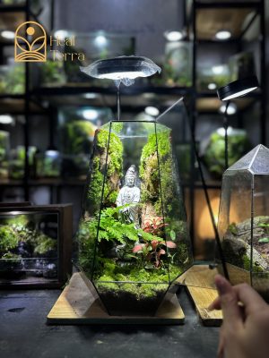 be-kinh-da-giac-terrarium-bo-tat-quan-am-35cm-trang-tri-ban-lam-viec-2