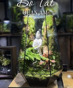 bo-tat-quan-am-terrarium